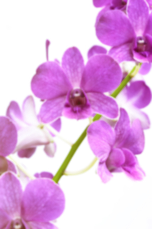 Defocused of purple orchid flowers on white backgroundの写真素材