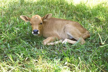 Calf crouching on lawn under tree shadeの写真素材
