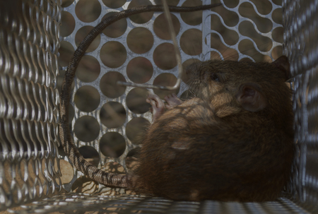 Rat crouched in a cage. (soft focus)の写真素材