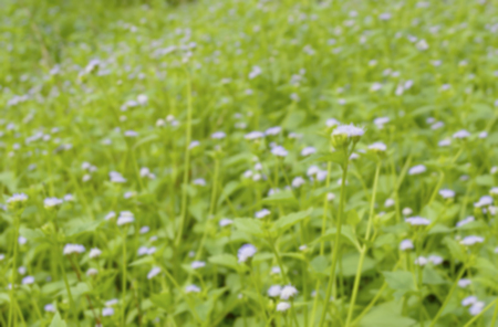 Blurry of white grass flower for background.の写真素材