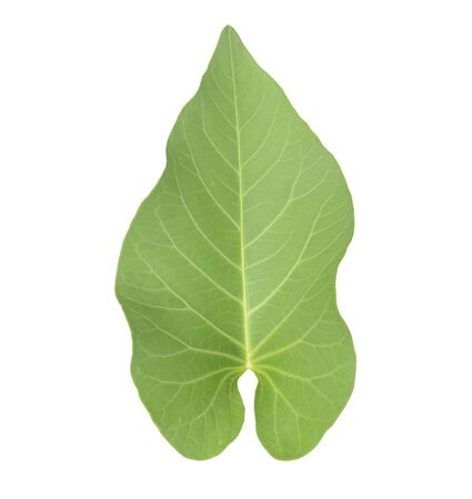 morning glory leaf isolated on white backgroundの写真素材