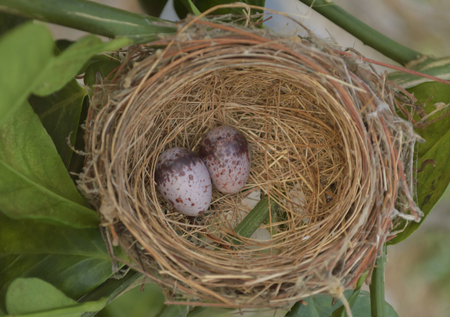 Soft focus of bird eggs in a nest.の写真素材