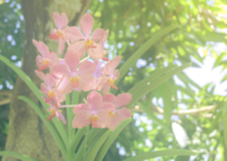 Blurred of pink-orange orchid with pastel style.の写真素材