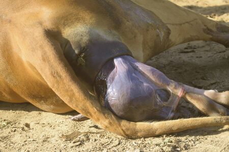 Closeup poke head of newborn calveの写真素材