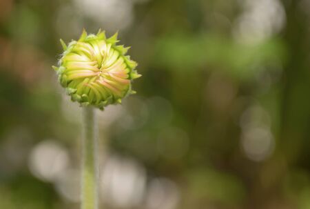 blurry focus of the bud of beautiful zinnia flower.の写真素材
