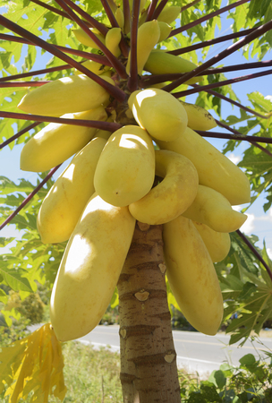 golden papaya with purple and green leafの写真素材