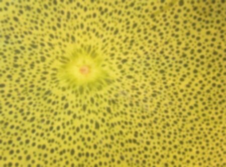 Blurry background texture of pomelo peel.