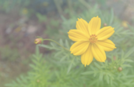 Blurred of yellow zinnia flower with pastel style.の写真素材