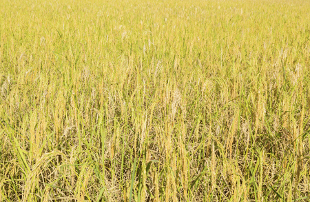 Backgound of paddy field ready for harvest season (selective focus)の写真素材