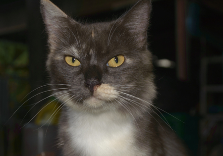 Close-up of thai cat looking at cameraの写真素材