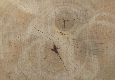 Detail of wood texture, close-up.の写真素材