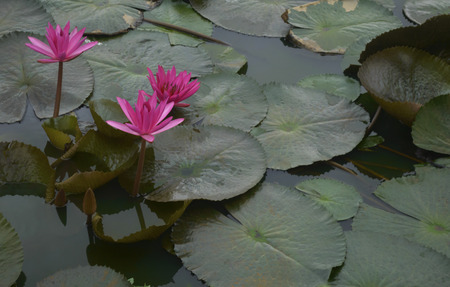 Lotus flower blooming in marshの写真素材
