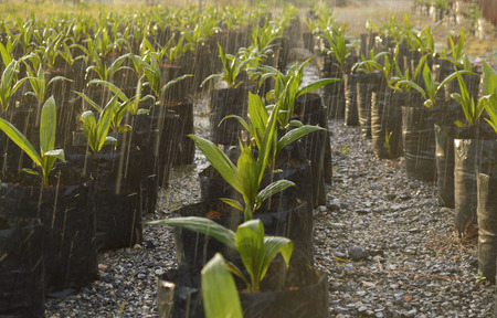 water spray on baby oil palm tree in nursery (soft focus)の写真素材