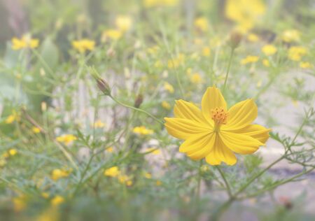 Yellow zinnia flower with soft and blurry background.の写真素材