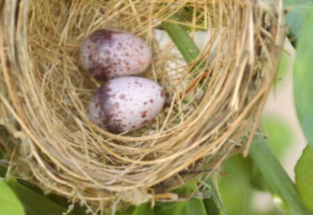 Blurry and soft focus of bird eggs in a nest.の写真素材