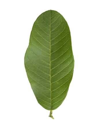 close-up of guava leaf on white backgroundの写真素材