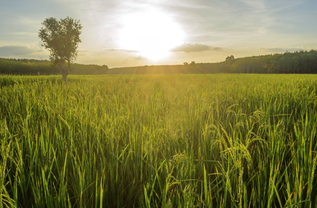 Rice paddy and para rubber garden before sunsetの写真素材