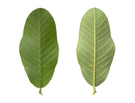 close-up front and  back side of guava leaf on white backgroundの写真素材