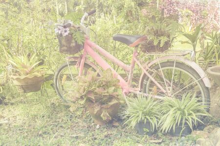 Old bicycle for decor in the small garden. (vintage filter style)の写真素材