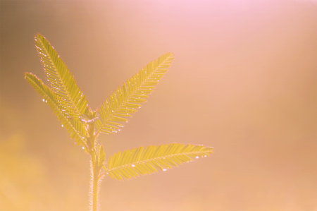 Blurry of dew drops on grass leaves with sunlight, vintage style.の写真素材