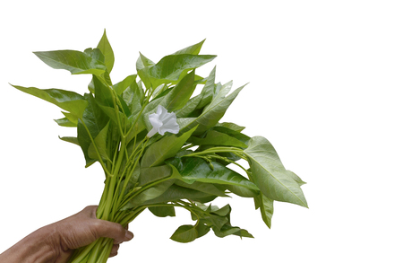 Morning glory with morning glory flower in hand on white background.の写真素材