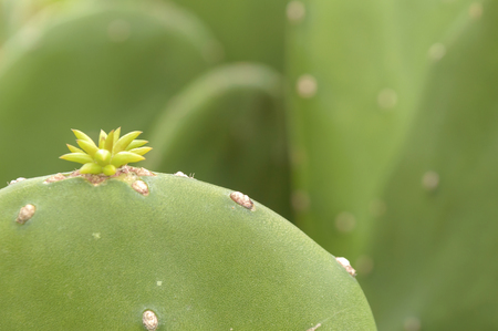 New bud flower of cactus grow from old leaves, Soft focused.の写真素材