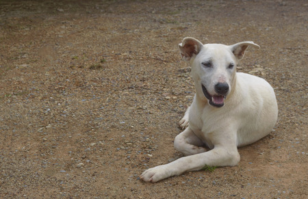Young thai dog relaxing on ground.