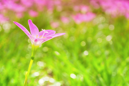 Blurred and soft focused of pink heaven lotus flower (Pink rain lily) with green grass and bokeh background, made with color filter.の写真素材