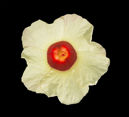 Roselle flower on black background, soft focused.の写真素材