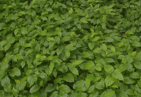 Background pattern and growing of piper sarmentosum, shallow focus.の写真素材