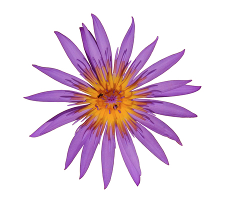 Purple lotus on white background, top view.の写真素材