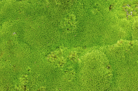 Blurred and defocused of vivid green moss background.の写真素材