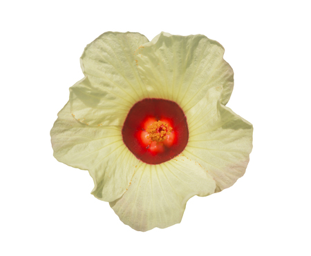 Roselle flower on white background, soft focused.の写真素材
