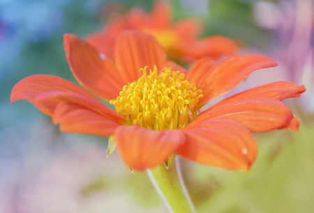Soft focused and blurred of orange flowers with yellow pollen (Tithonia rotundifolia), Pastel style with color filter.の写真素材