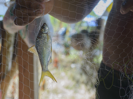 Fishermen show small chub stick in the fishing nets, shallow focus.の写真素材