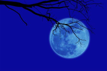 Silhouetted black dry tree branch  on blue background with blurred full moon on sky.の写真素材