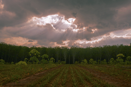 Para rubber garden which has sunbeam and cloudy before the raining.の写真素材