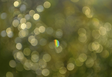 Tree leaves bokeh from natural light.の写真素材