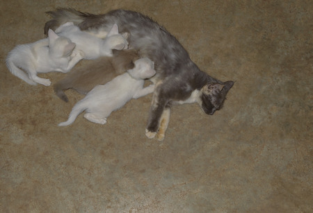 Cute kittens drinking milk from mother on the ground cement with copy space.の写真素材