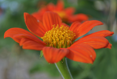 Soft focused and blurred of orange flowers with yellow pollen (tithonia rotundifolia).の写真素材