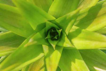Blurred background of pineapple bunch, top view.の写真素材