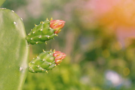 Pair of cactus flowers in natural, shallow focus.の写真素材