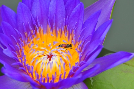 blue lotusの写真素材