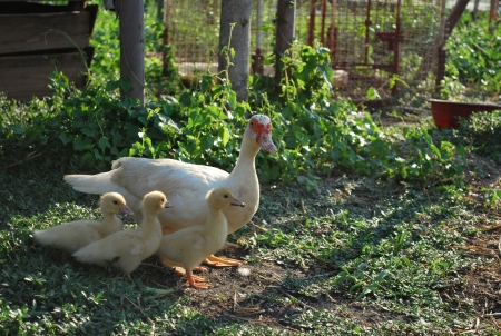 duck familyの写真素材