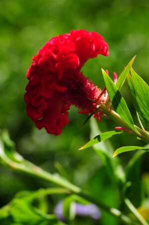 Red Cockscombの写真素材