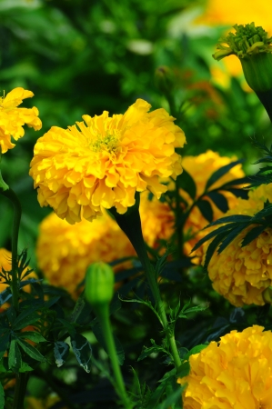 yellow marigold の写真素材