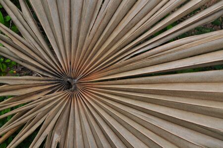 Dry coconut leaves の写真素材