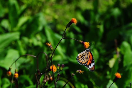 butterfly and yellow flowerの写真素材