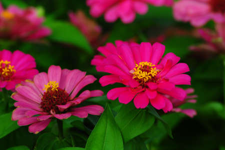 Pink Flowerの写真素材