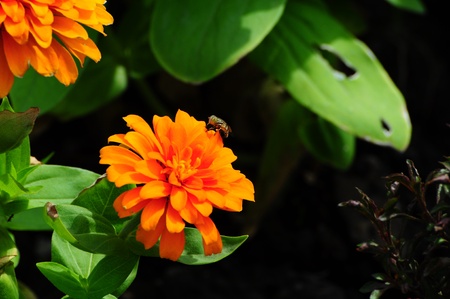 Starburst flowersの写真素材